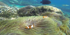 Diving di Pantai Bias Putih