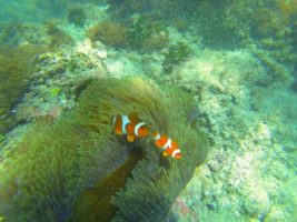 Diving di Pantai Bias Putih